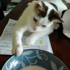 My Cat Rupert