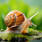 @SnailMan63