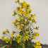 jTHykda7dgg-channel-avatar-Plants & Peace