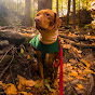 Adventures With Cooper the Vizsla logo