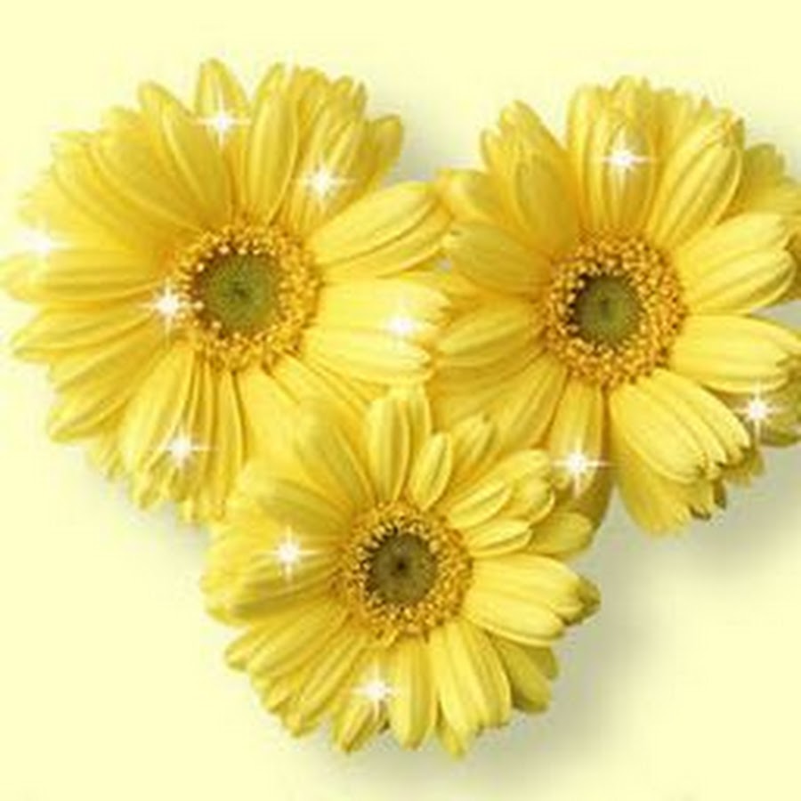 Желтые цветы на белом фоне