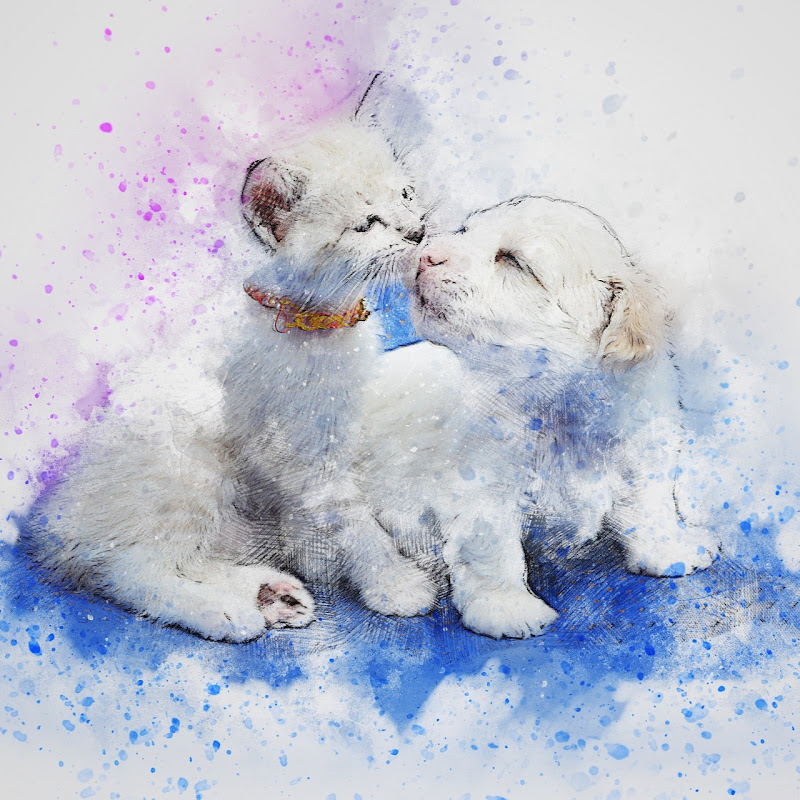 Funny and Cute Animals icon