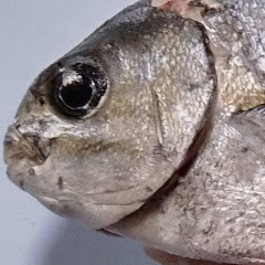 神戸海洋水産資源研究所アイコン画像