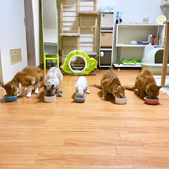 だめ姉さんの保健室アイコン画像