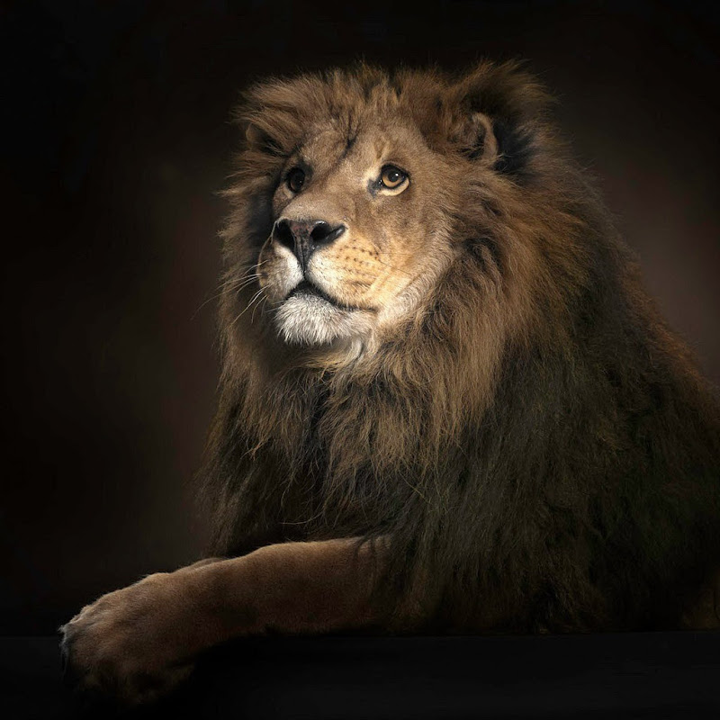 the lion king music 🎵🎵