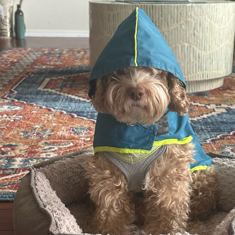 Grace doll, the Cockapoo