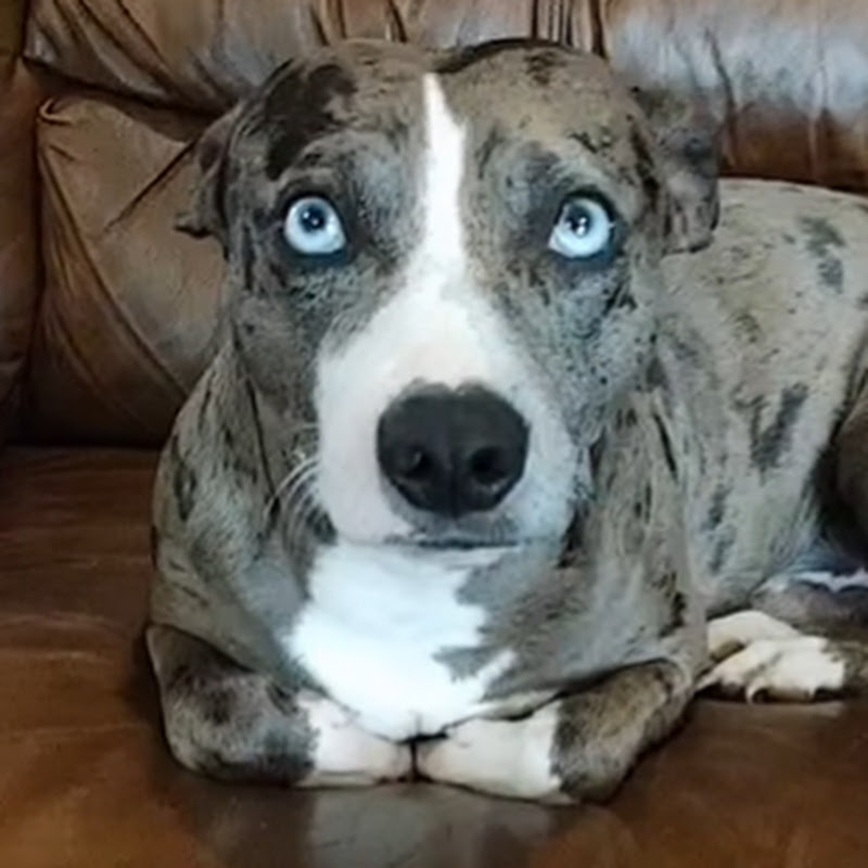 Kirkland Paw Prints