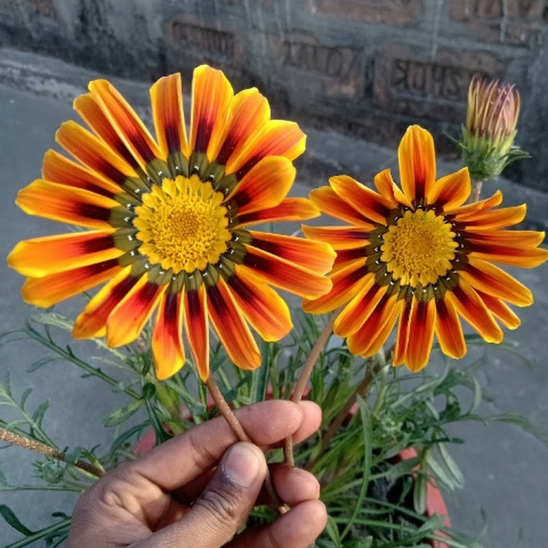 Hire GardeningLove — Home & Garden YouTube creator for sponsorships