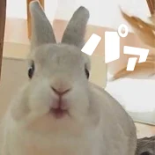 フラッフィーズ【うさぎの夫婦】