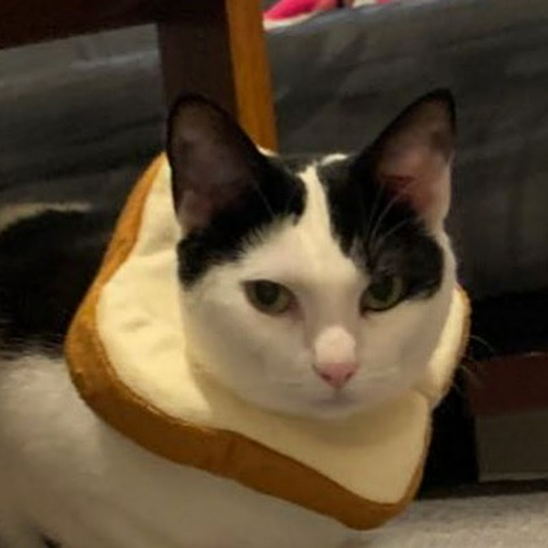 Ryderr the cat🐱