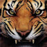 7IHbzppgjs0-channel-avatar-TiGeR1x