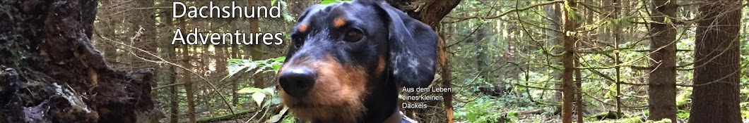 Dachshund Adventures Аватар канала YouTube