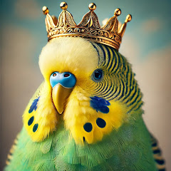 Budgie Love | عالم البادجي وطيور الحب