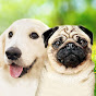 Farm Dog TV Avatar