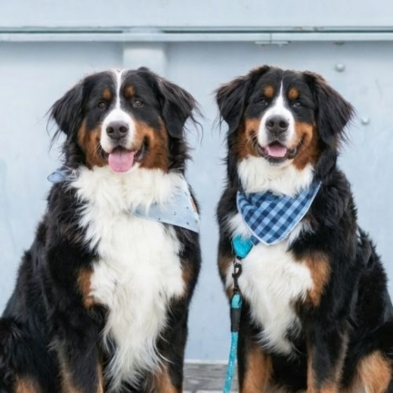 Millie & Finn | Bernese Mountain Dog Life
