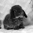B7f1UnSWjjY-channel-avatar-🐰𝐂𝐇𝐀𝐍𝐂𝐄🎰