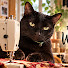 mPltw00-igo-channel-avatar- A Cat Who Sews 