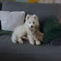 Daisy the Samojed logo