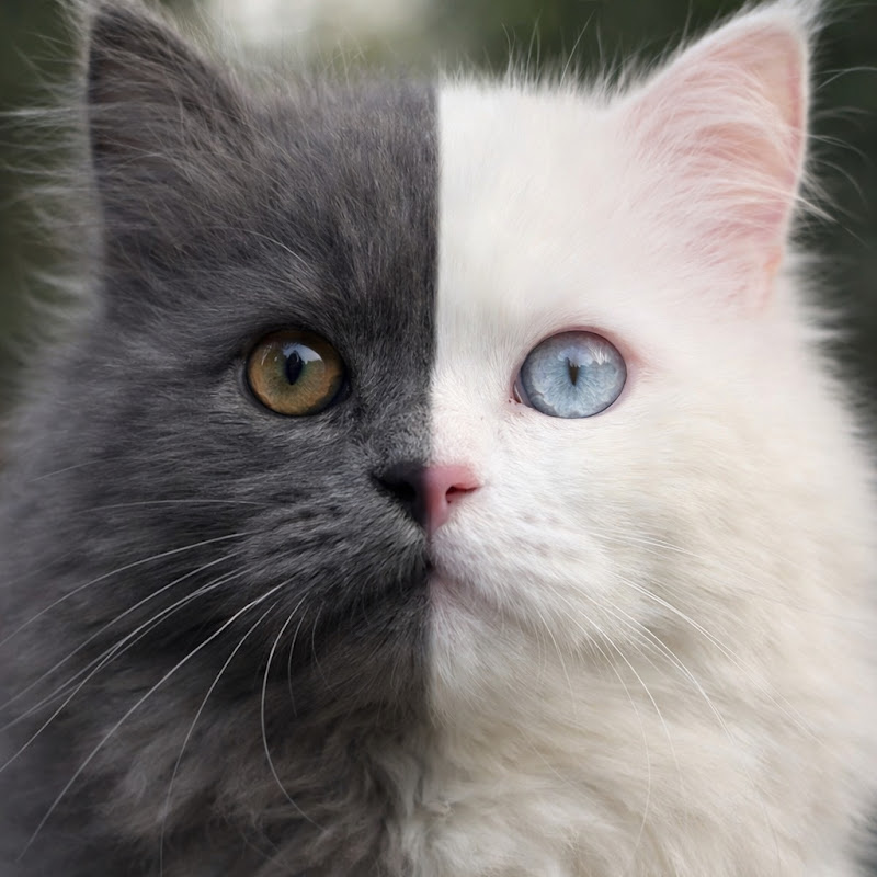 Kitty’sAvintha