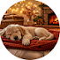 dDuJ-DtVxFc-channel-avatar-Calm Paws Daily