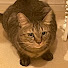 G7N2TKKsGFM-channel-avatar-こげねこ