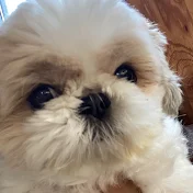 名犬おすし号ハウス