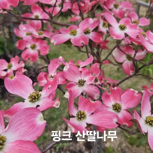 식이네