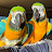 Midwest Macaws Gizmo and Chiquita 