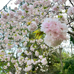 桃ちゃんand Mickey