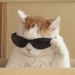 Funny Cat's Meme 