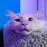 KtqpvLn2ANE-channel-avatar-CoffeeBns