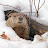 @SnowbadgerCentral's avatar