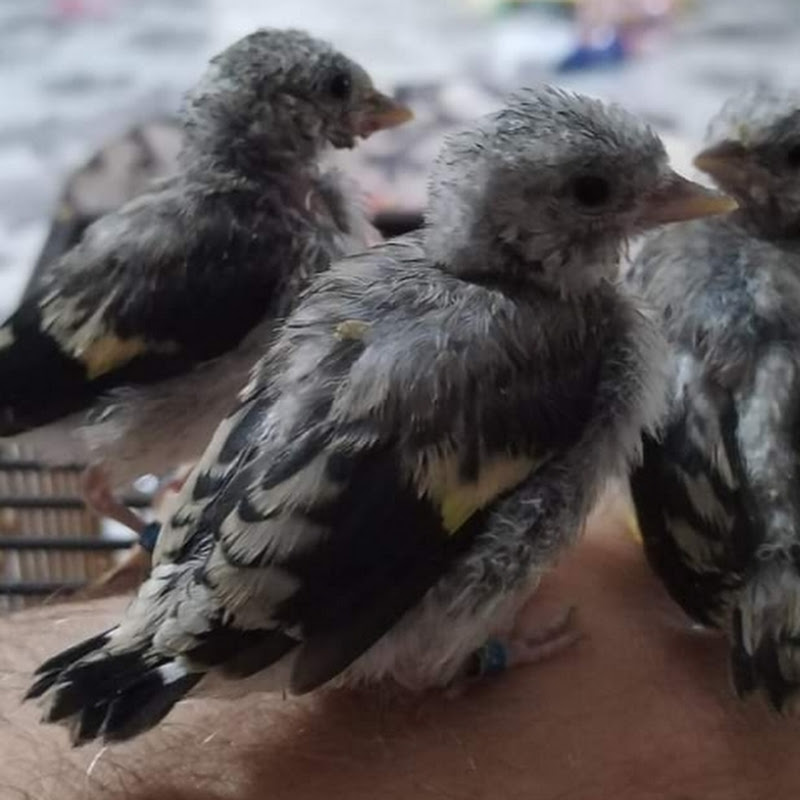 جلول ابو اسيل