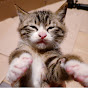 섬아재와고양이