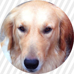 funny dog animal channel avatar