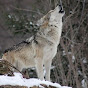 Lobo-014