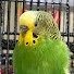 VDS5c3XTm20-channel-avatar-Boba the Budgie