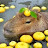 @DailyDoseOfCapybaraeggs