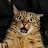 Meow