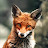 @foxes-are_amazing.