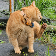 shuyuanアイコン画像