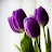 @purpletulip1688