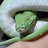 @Cavegeckosol Avatar
