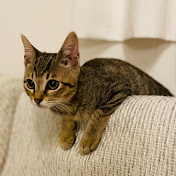 音楽と猫のまぁたんまろん