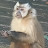 Capuchin Monkey Tales