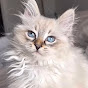 Max the Siberian Cat Avatar