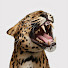 56ZCWpcJaFc-channel-avatar-Entro