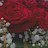 @لنوشوايوش