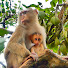 t1EjWjZk8d8-channel-avatar-Tiny Monkey Series