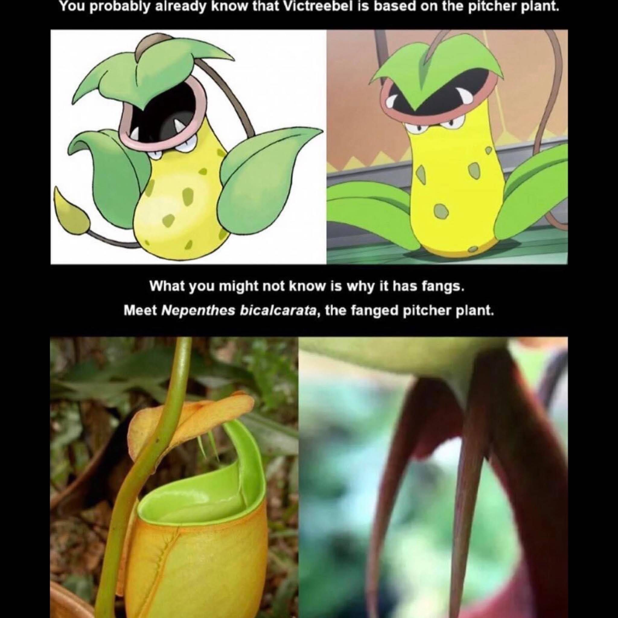 Post from KB Pokemon